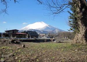 サイカチ近くのバッケ、ここだけ咲き終わっている？