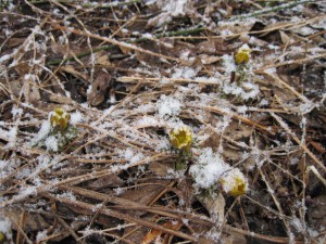 淡雪で花びらを閉じてしまった福寿草