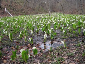 谷間に広がる群生地、地元民が保全！