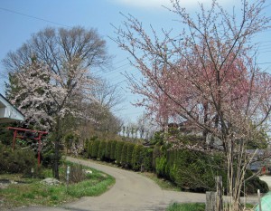 10年ほど前に植えた「辻の桜」もようやく一人前！