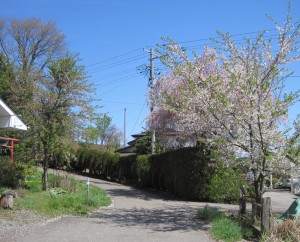 先に満開となった桜は風も吹かないのに葉桜に！