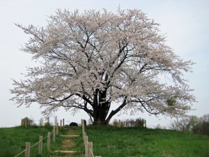 歴史的趣のある一本桜、いつまでゆっくり楽しめる！