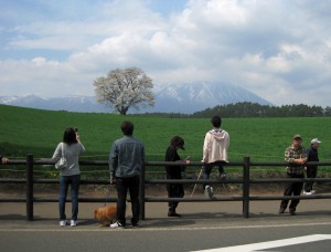 小岩井農場の一本桜、美しい写真はググって！