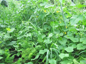 肥料も農薬もかけないので野菜と雑草が混在。